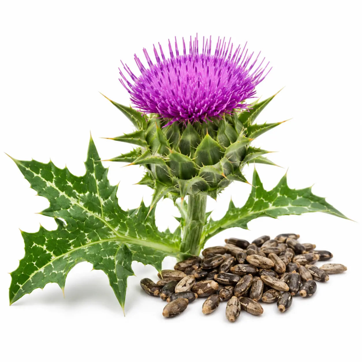 Milk Thistle